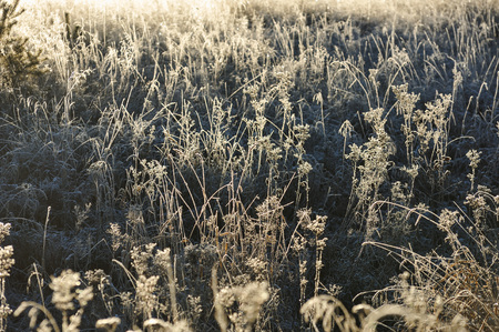 Meadow grass covered with frost due to the sharp cooling and high humidity in the early frosty morning.の写真素材