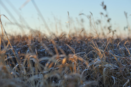 Meadow grass covered with frost due to the sharp cooling and high humidity in the early frosty morning.の写真素材