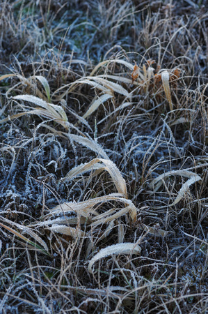Meadow grass covered with frost due to the sharp cooling and high humidity in the early frosty morning.の写真素材