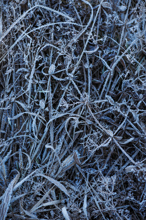 Meadow grass covered with frost due to the sharp cooling and high humidity in the early frosty morning.の写真素材
