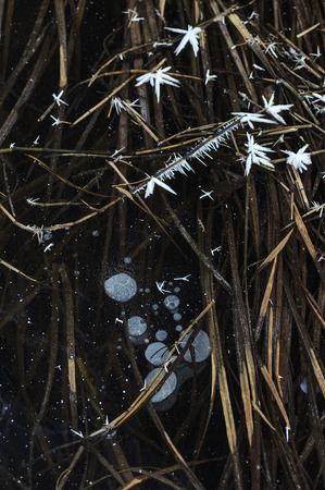 Thin transparent ice on the surface of the reservoir with dried grass and air bubbles under it.の写真素材