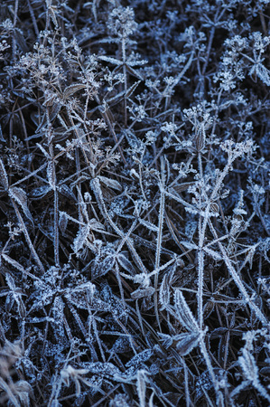 Meadow grass covered with frost due to the sharp cooling and high humidity in the early frosty morning.の写真素材