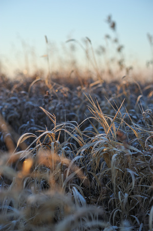 Meadow grass covered with frost due to the sharp cooling and high humidity in the early frosty morning.の写真素材