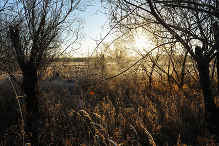Meadow grass covered with frost due to the sharp cooling and high humidity in the early frosty morning.の写真素材