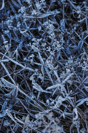Meadow grass covered with frost due to the sharp cooling and high humidity in the early frosty morning.の写真素材