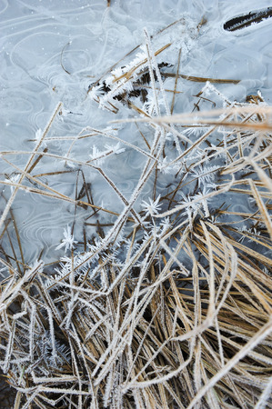 Meadow grass covered with frost due to the sharp cooling and high humidity in the early frosty morning.の写真素材