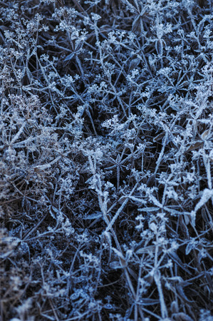 Meadow grass covered with frost due to the sharp cooling and high humidity in the early frosty morning.の写真素材