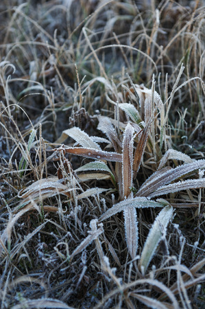 Meadow grass covered with frost due to the sharp cooling and high humidity in the early frosty morning.の写真素材