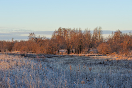 Meadow grass covered with frost due to the sharp cooling and high humidity in the early frosty morning.の写真素材