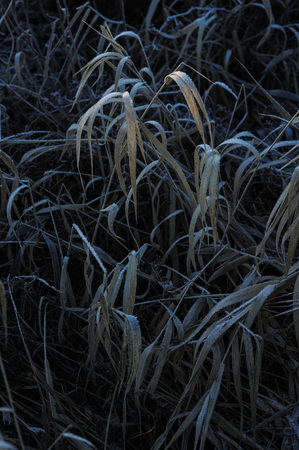 Meadow grass covered with frost due to the sharp cooling and high humidity in the early frosty morning.の写真素材