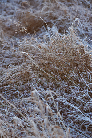 Meadow grass covered with frost due to the sharp cooling and high humidity in the early frosty morning.の写真素材