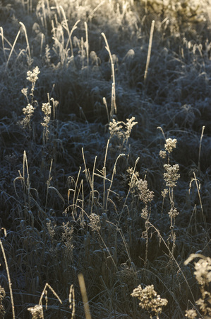 Meadow grass covered with frost due to the sharp cooling and high humidity in the early frosty morning.の写真素材