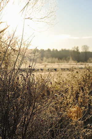 Meadow grass covered with frost due to the sharp cooling and high humidity in the early frosty morning.の写真素材