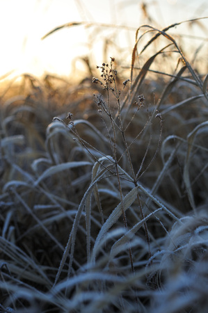 Meadow grass covered with frost due to the sharp cooling and high humidity in the early frosty morning.の写真素材