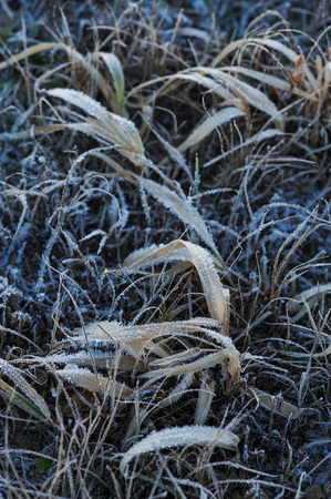 Meadow grass covered with frost due to the sharp cooling and high humidity in the early frosty morning.の写真素材