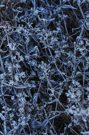 Meadow grass covered with frost due to the sharp cooling and high humidity in the early frosty morning.の写真素材