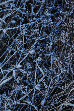 Meadow grass covered with frost due to the sharp cooling and high humidity in the early frosty morning.の写真素材