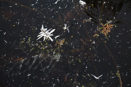 Thin transparent ice on the surface of the reservoir with dried grass and air bubbles under it.の写真素材