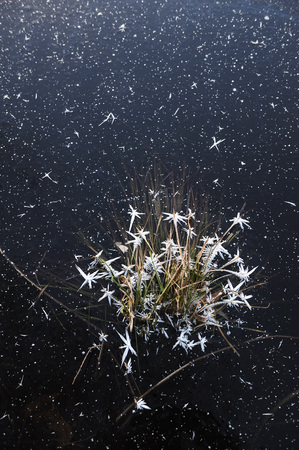 Thin transparent ice on the surface of the reservoir with dried grass and air bubbles under it.の写真素材