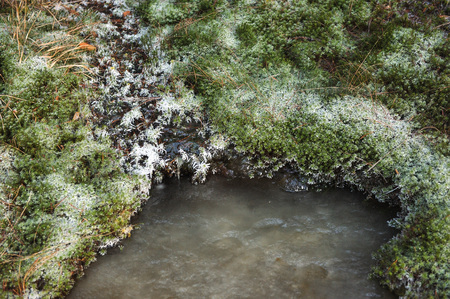 Frozen forest stream surrounded by moss covered with frost.の写真素材