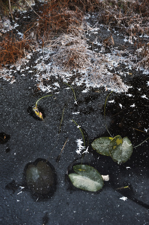 Frozen water-lilies leaves on the surface of frozen lake.の写真素材