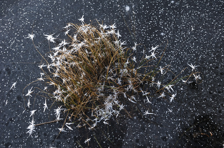 Thin transparent ice on the surface of the reservoir with dried grass and air bubbles under it.の写真素材