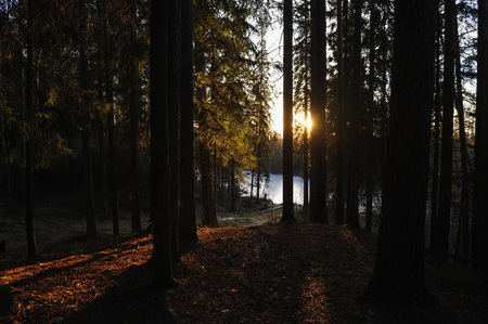 The breath of winter in the woods, near the shore of a forest lakeの写真素材