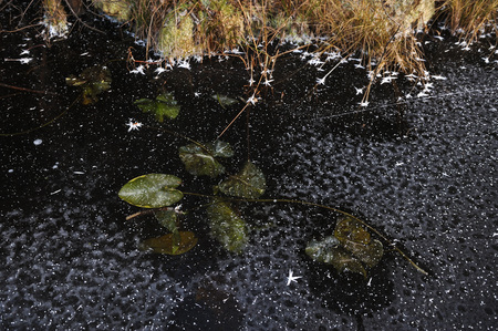 Frozen water-lilies leaves on the surface of frozen lake.の写真素材