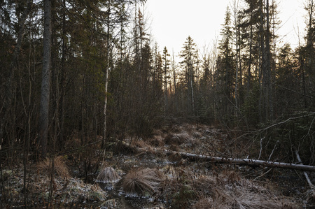 The breath of winter in the woods, near the shore of a forest lakeの写真素材