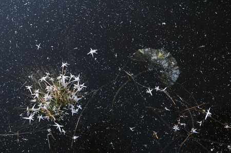 Frozen water-lilies leaves on the surface of frozen lake.の写真素材