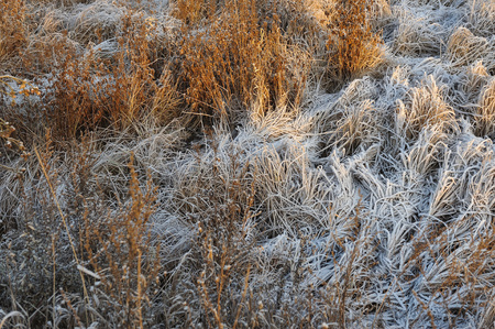 Meadow grass covered with frost due to the sharp cooling and high humidity in the early frosty morning.の写真素材
