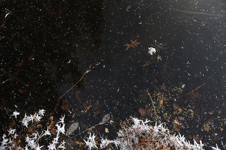 Thin transparent ice on the surface of the reservoir with dried grass and air bubbles under it.の写真素材