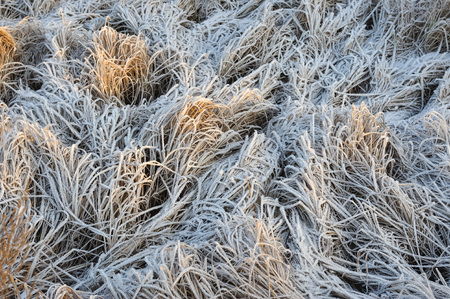 Meadow grass covered with frost due to the sharp cooling and high humidity in the early frosty morning.の写真素材