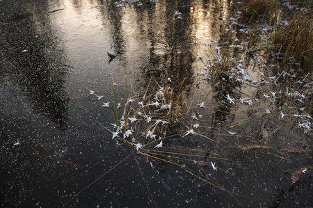 Thin transparent ice on the surface of the reservoir with dried grass and air bubbles under it.の写真素材