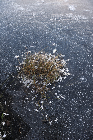 Thin transparent ice on the surface of the reservoir with dried grass and air bubbles under it.の写真素材
