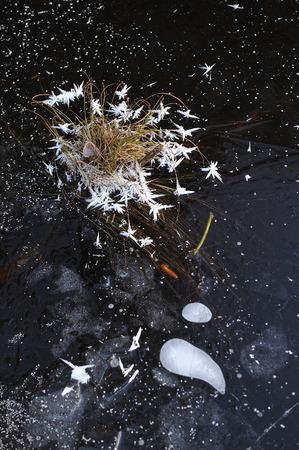 Thin transparent ice on the surface of the reservoir with dried grass and air bubbles under it.の写真素材