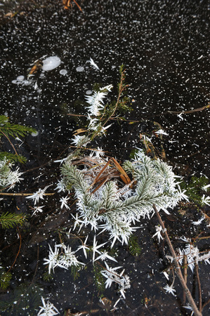 Branches of spruce and fir covered with frost and frozen into the surface of the lakeの写真素材