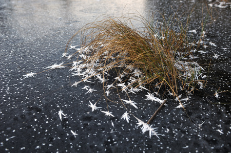 Thin transparent ice on the surface of the reservoir with dried grass and air bubbles under it.の写真素材