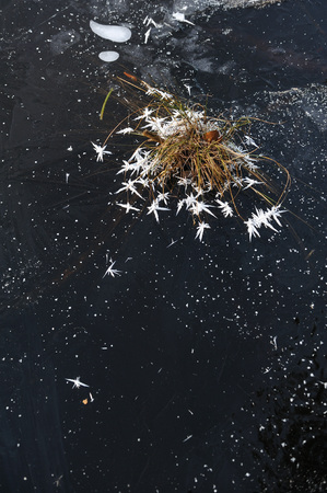 Thin transparent ice on the surface of the reservoir with dried grass and air bubbles under it.の写真素材