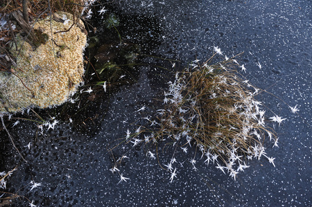 Thin transparent ice on the surface of the reservoir with dried grass and air bubbles under it.の写真素材