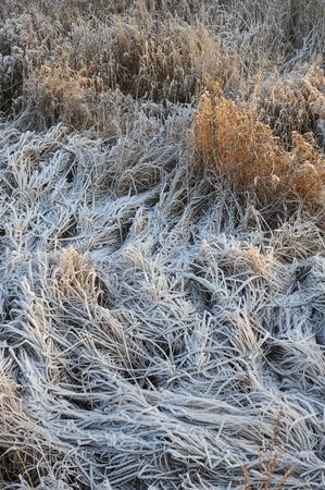 Meadow grass covered with frost due to the sharp cooling and high humidity in the early frosty morning.の写真素材