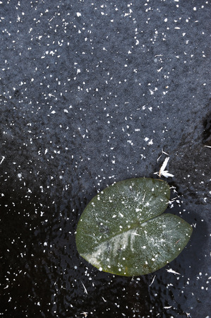 Frozen water-lilies leaves on the surface of frozen lake.の写真素材