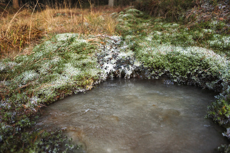 Frozen forest stream surrounded by moss covered with frost.の写真素材