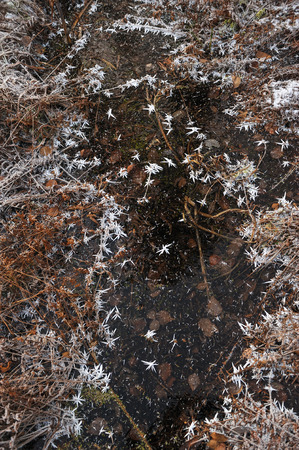Thin transparent ice on the surface of the reservoir with dried grass and air bubbles under it.の写真素材