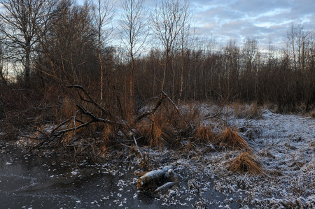 Meadow grass covered with frost due to the sharp cooling and high humidity in the early frosty morning.の写真素材