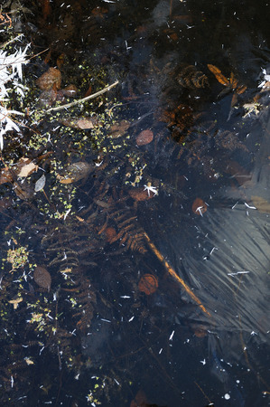 Thin transparent ice on the surface of the reservoir with dried grass and air bubbles under it.の写真素材