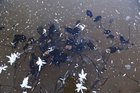 Thin transparent ice on the surface of the reservoir with dried grass and air bubbles under it.の写真素材