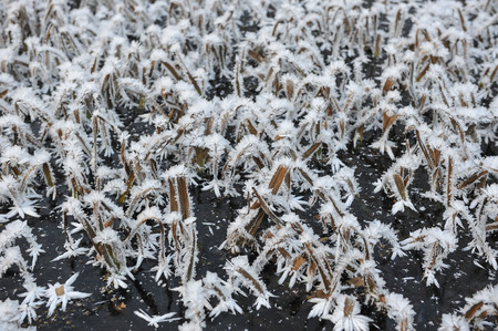 Meadow grass covered with frost due to the sharp cooling and high humidity in the early frosty morning.の写真素材