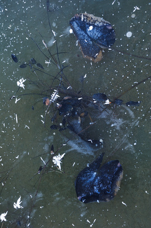 Thin transparent ice on the surface of the reservoir with dried grass and air bubbles under it.の写真素材
