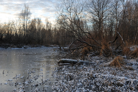 Meadow grass covered with frost due to the sharp cooling and high humidity in the early frosty morning.の写真素材